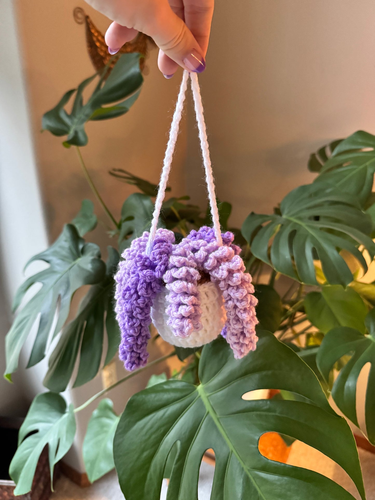 Wisteria Plant