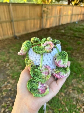 String of Hearts Hanging Plant