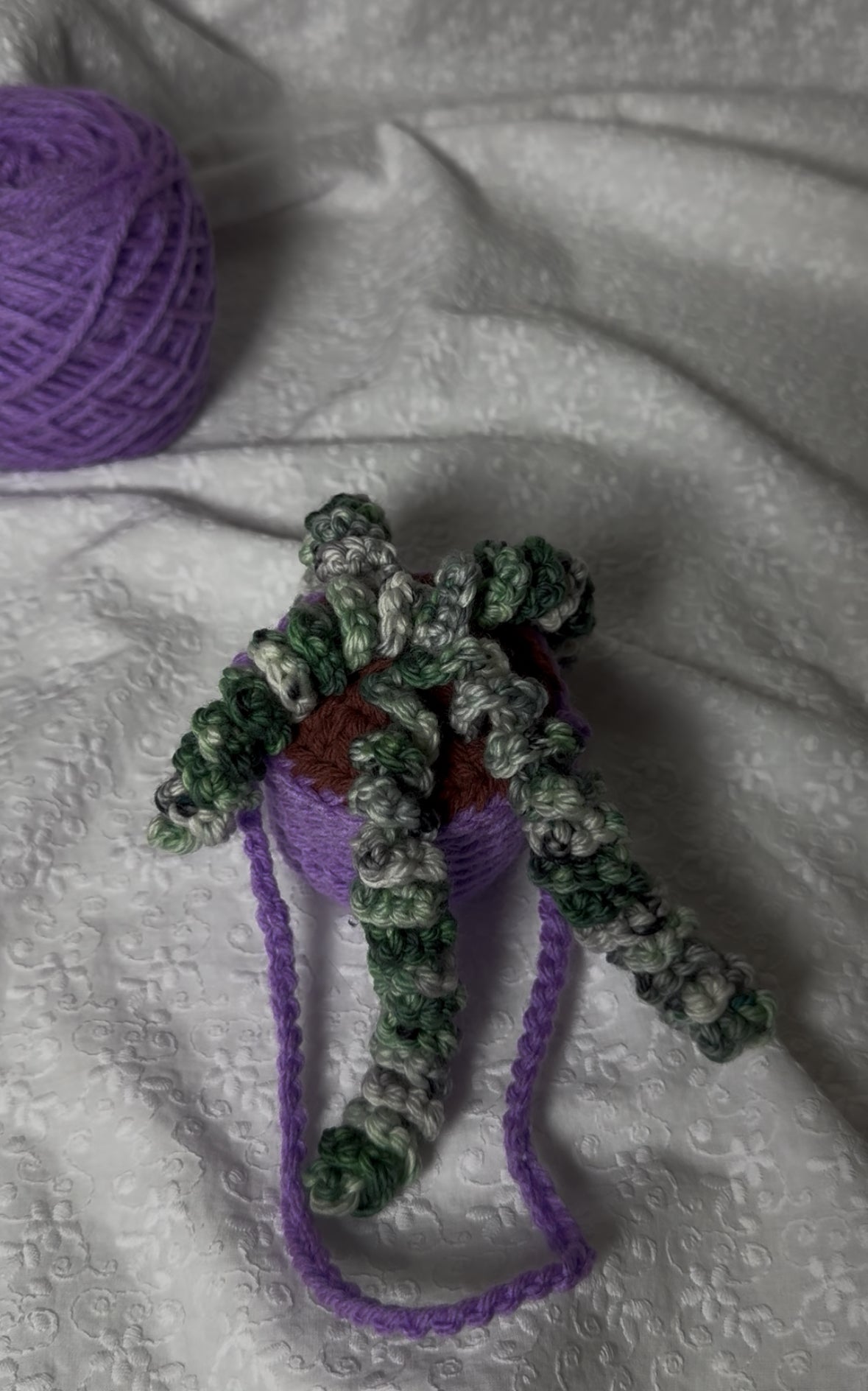 Donkey Tail Hanging Plant