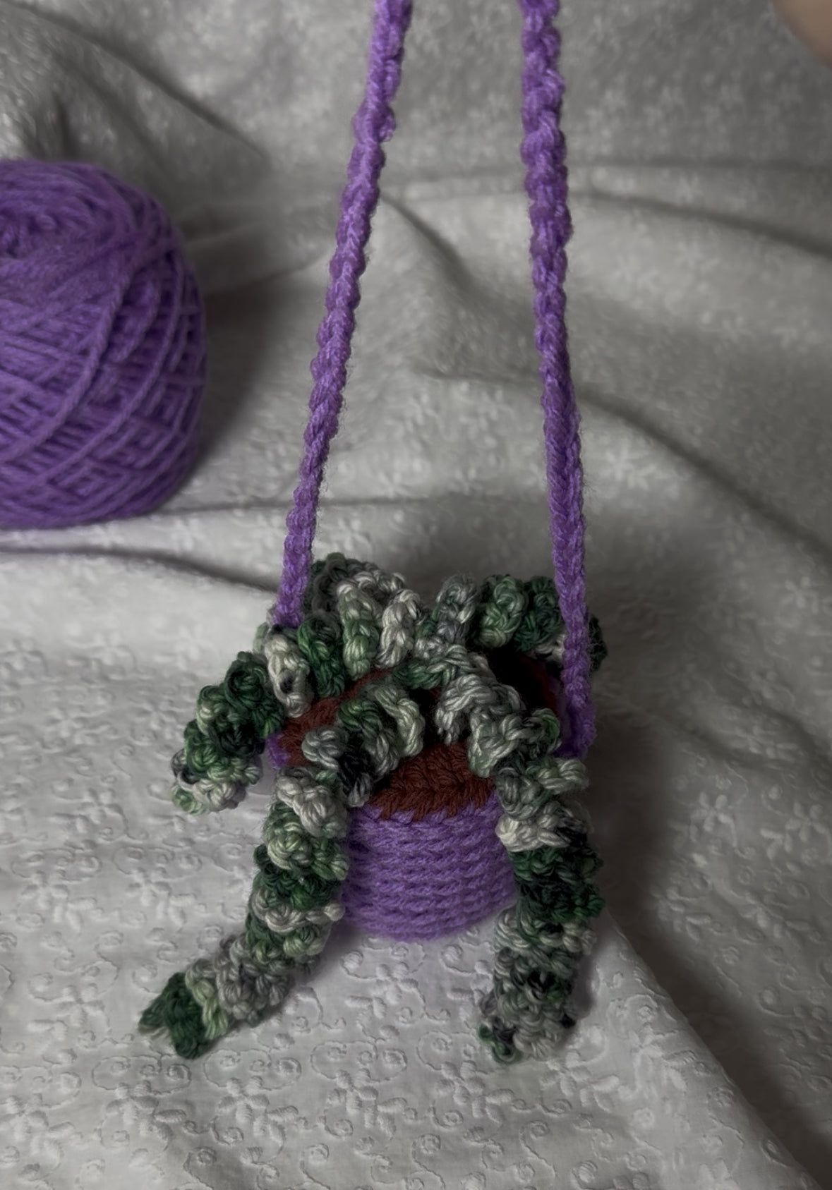 Donkey Tail Hanging Plant