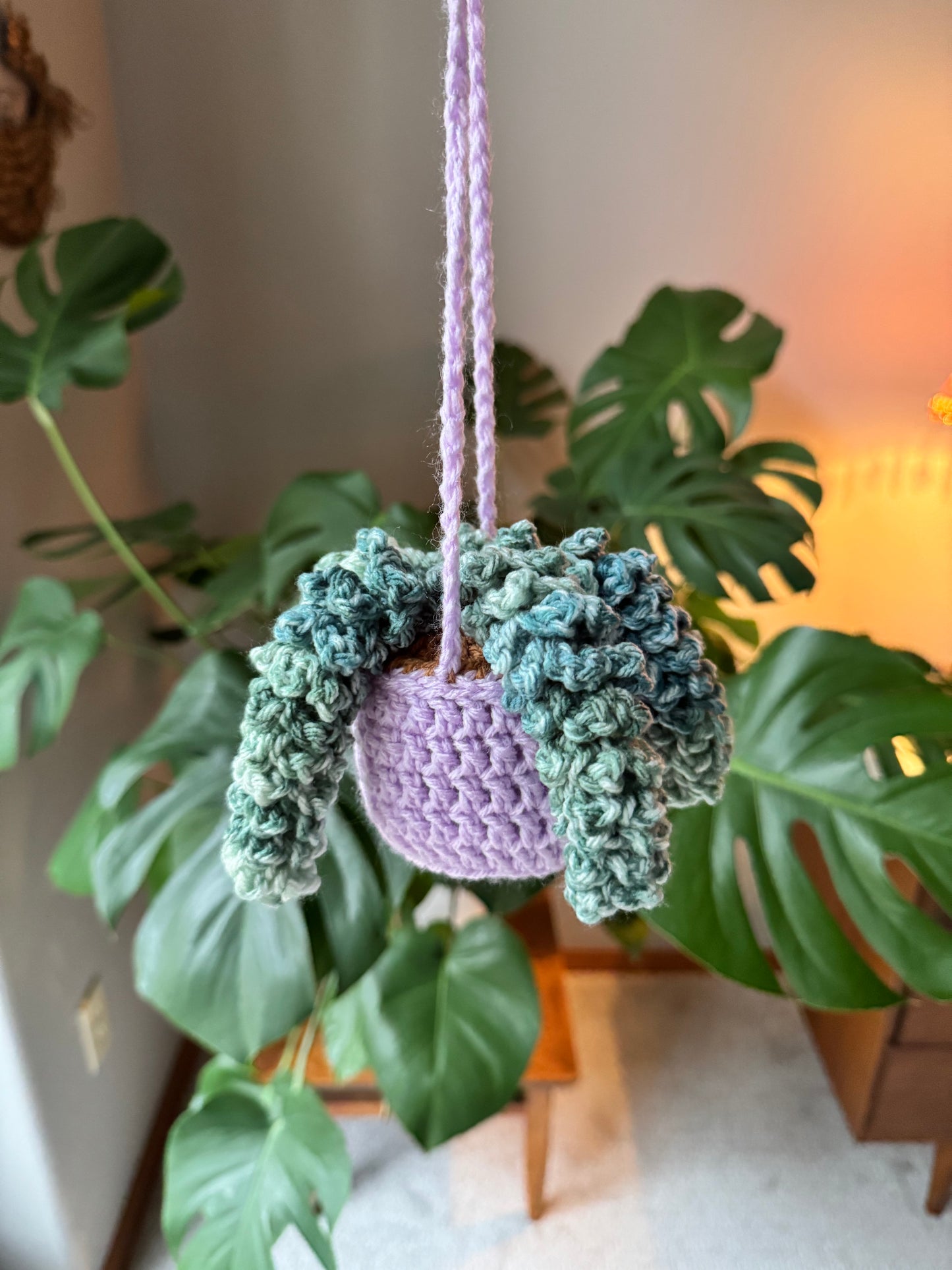 Wisteria Plant