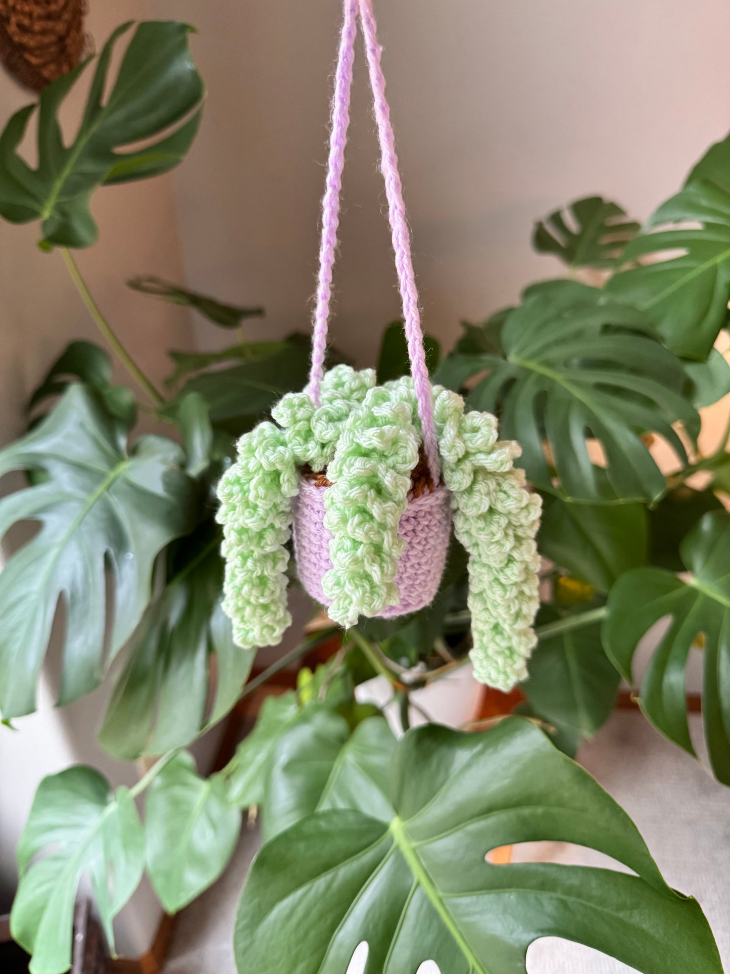 Wisteria Hanging Plant