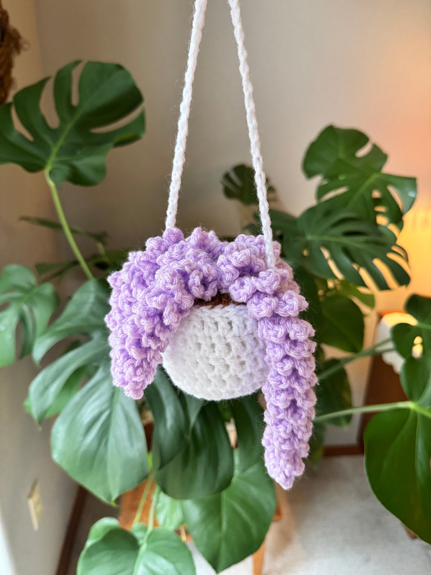 Wisteria Plant