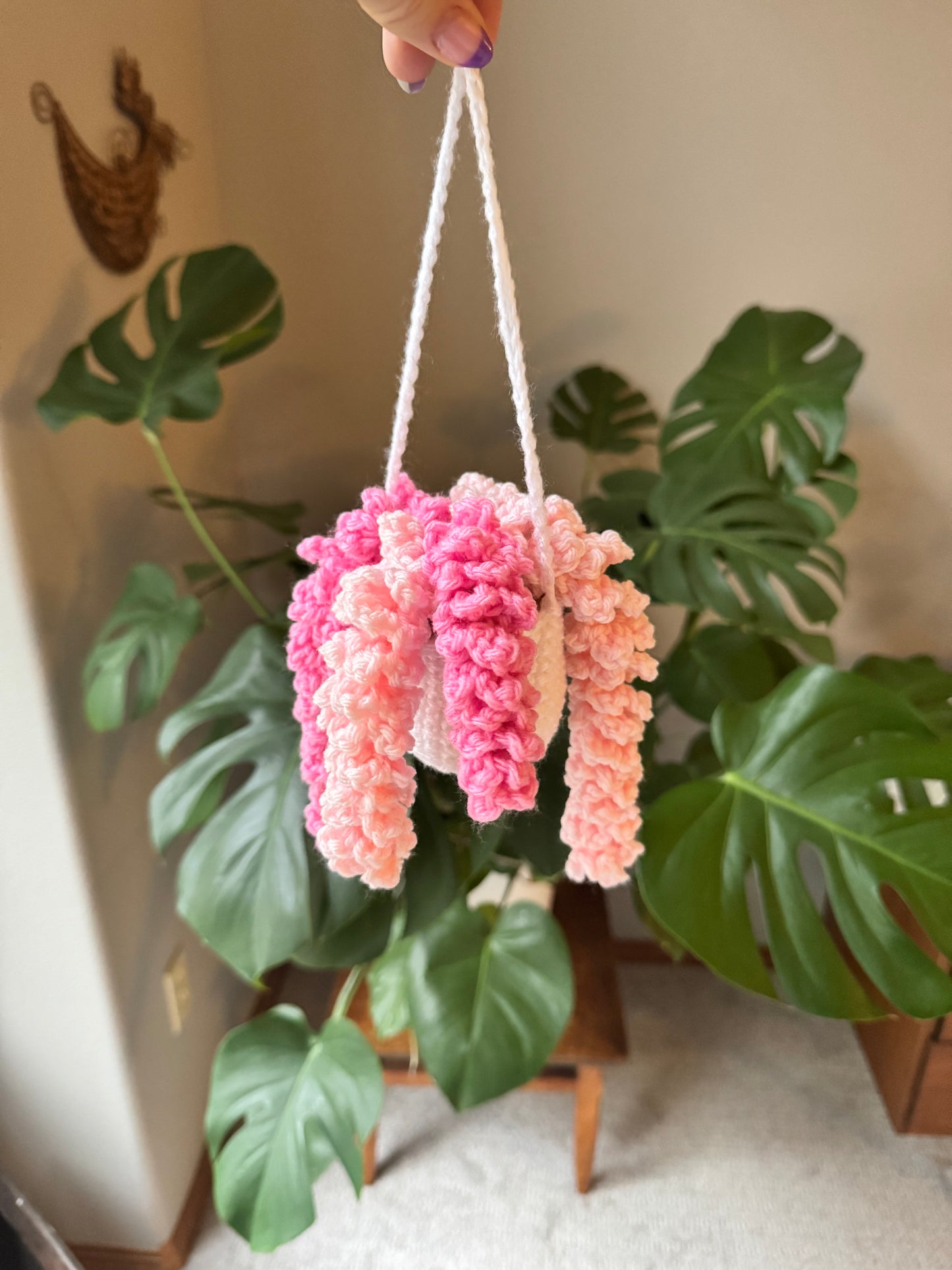Wisteria Plant