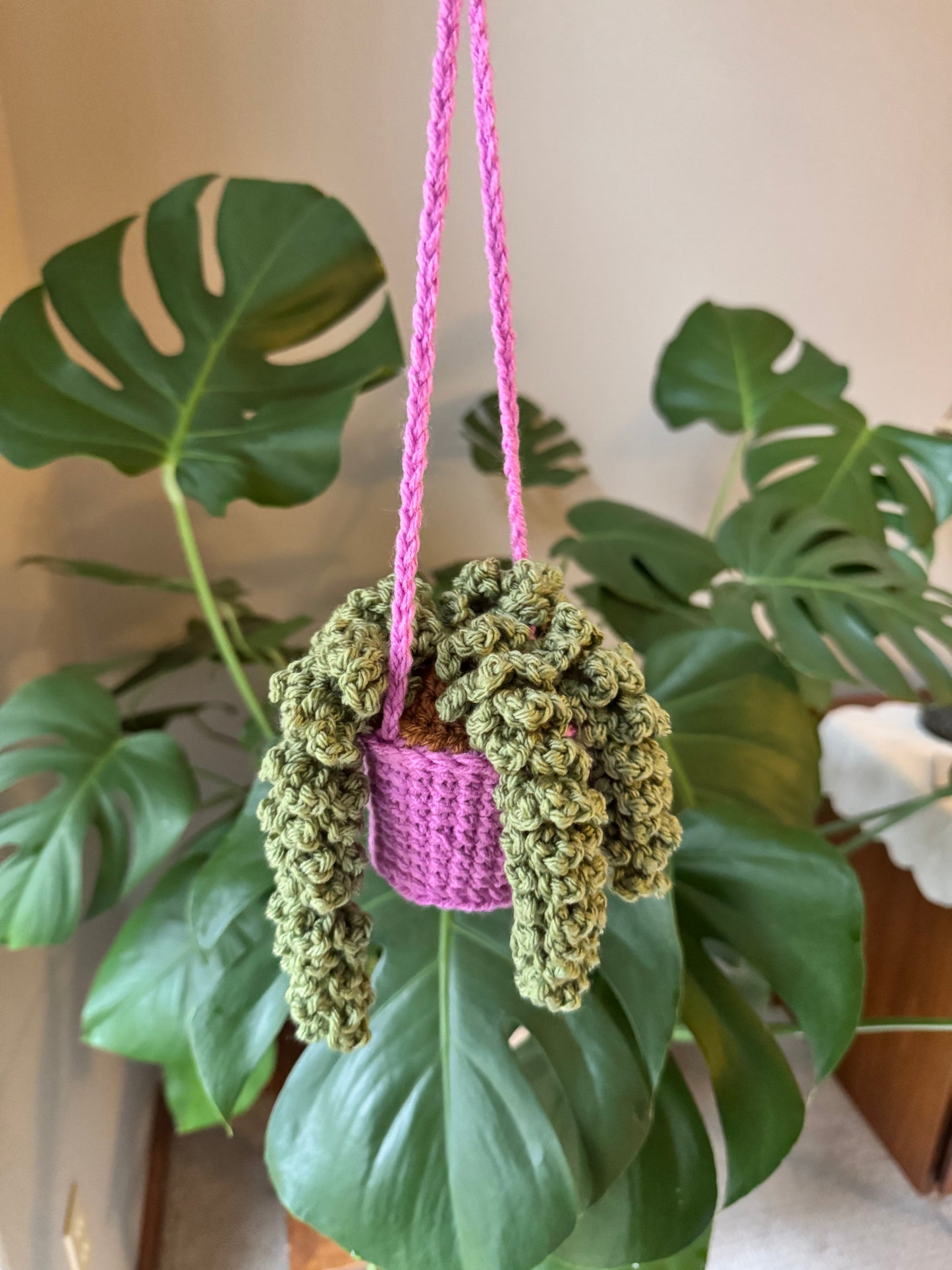 Wisteria Plant