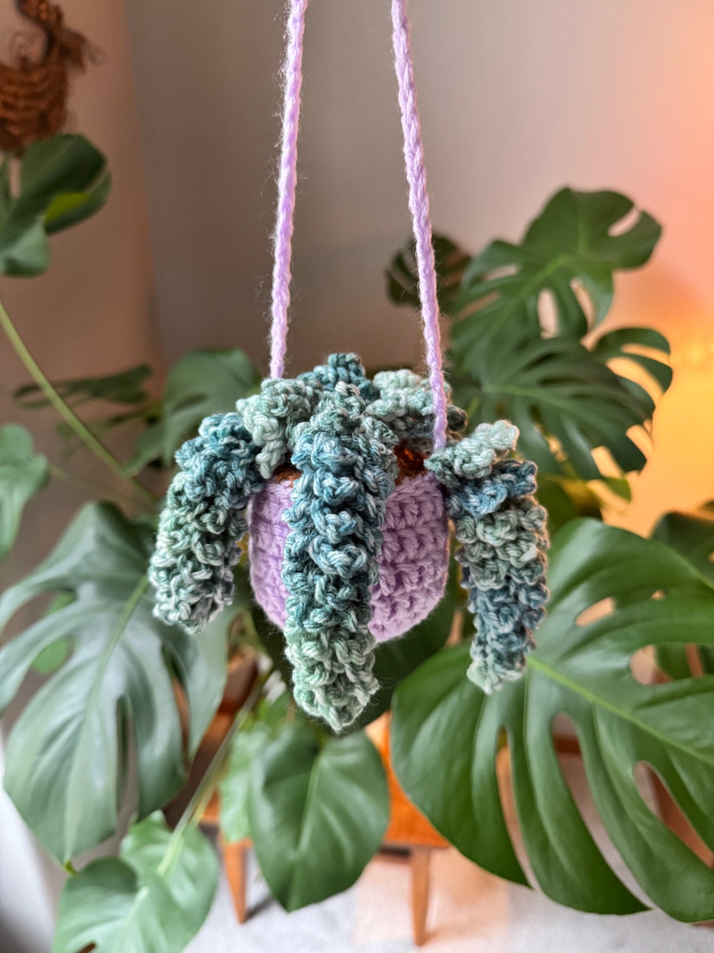 Wisteria Plant