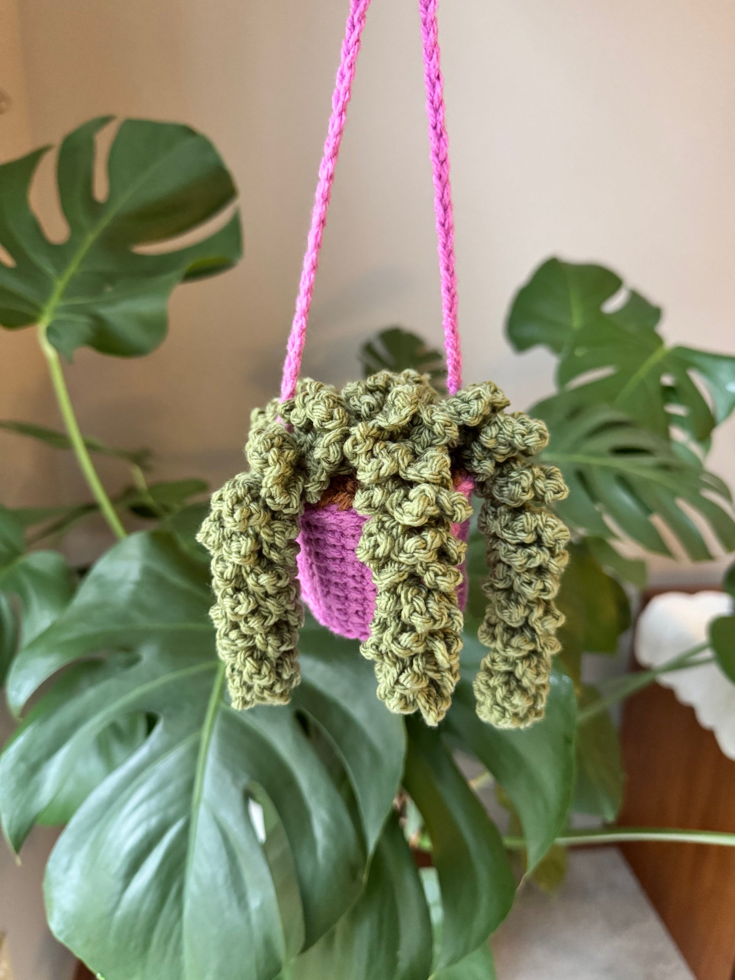 Wisteria Plant