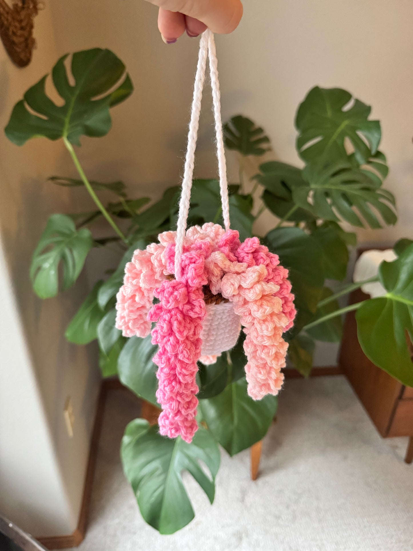 Wisteria Plant