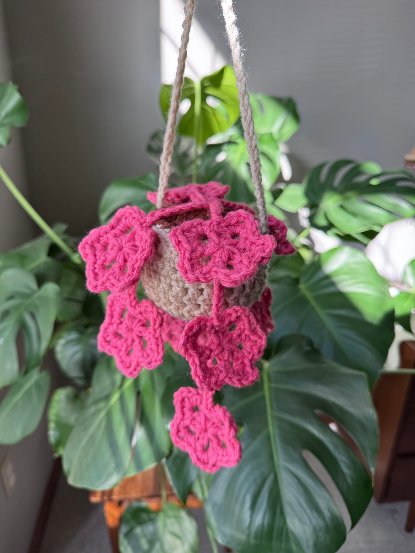 Starfall Hanging Plant