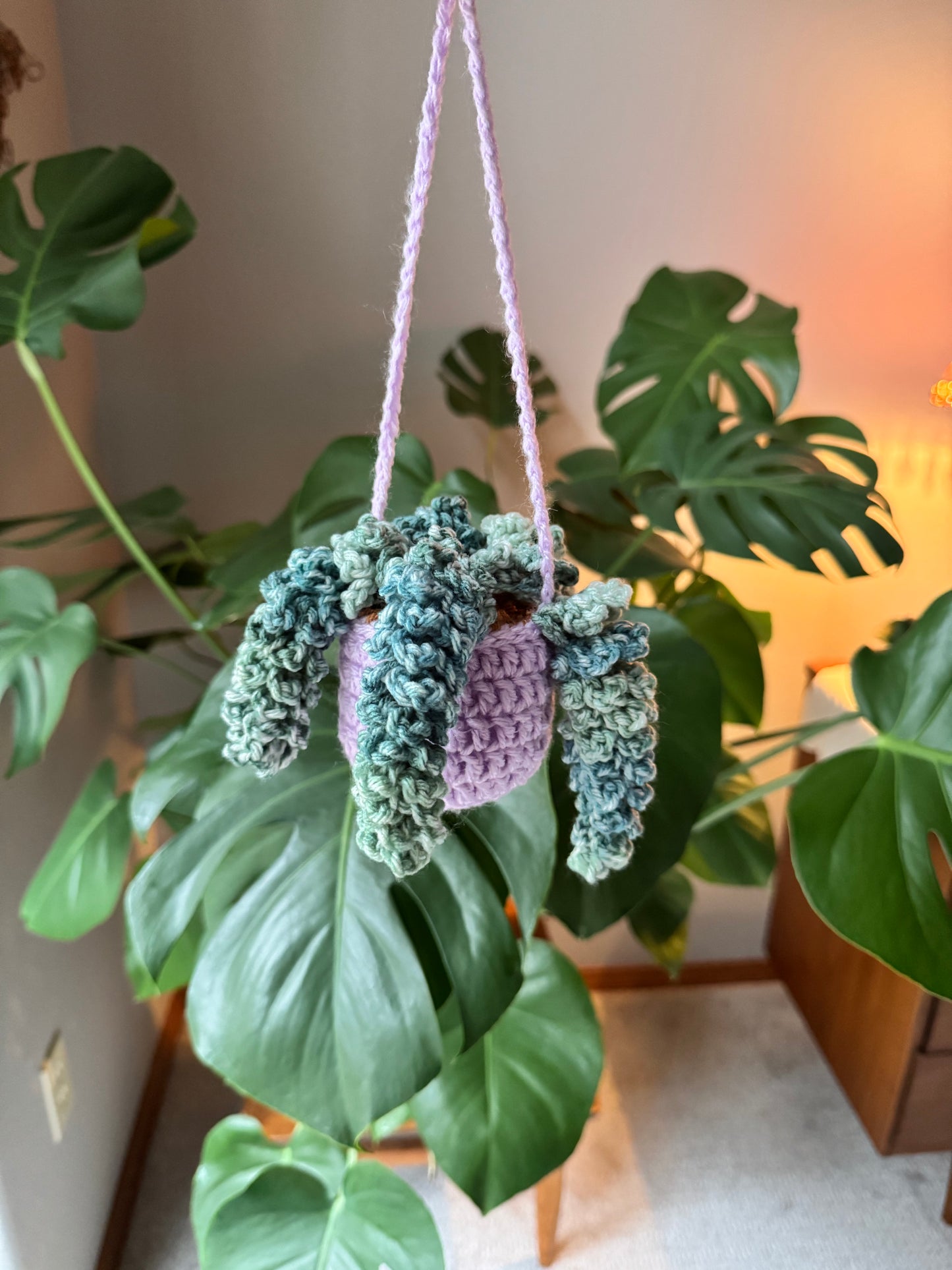Wisteria Plant