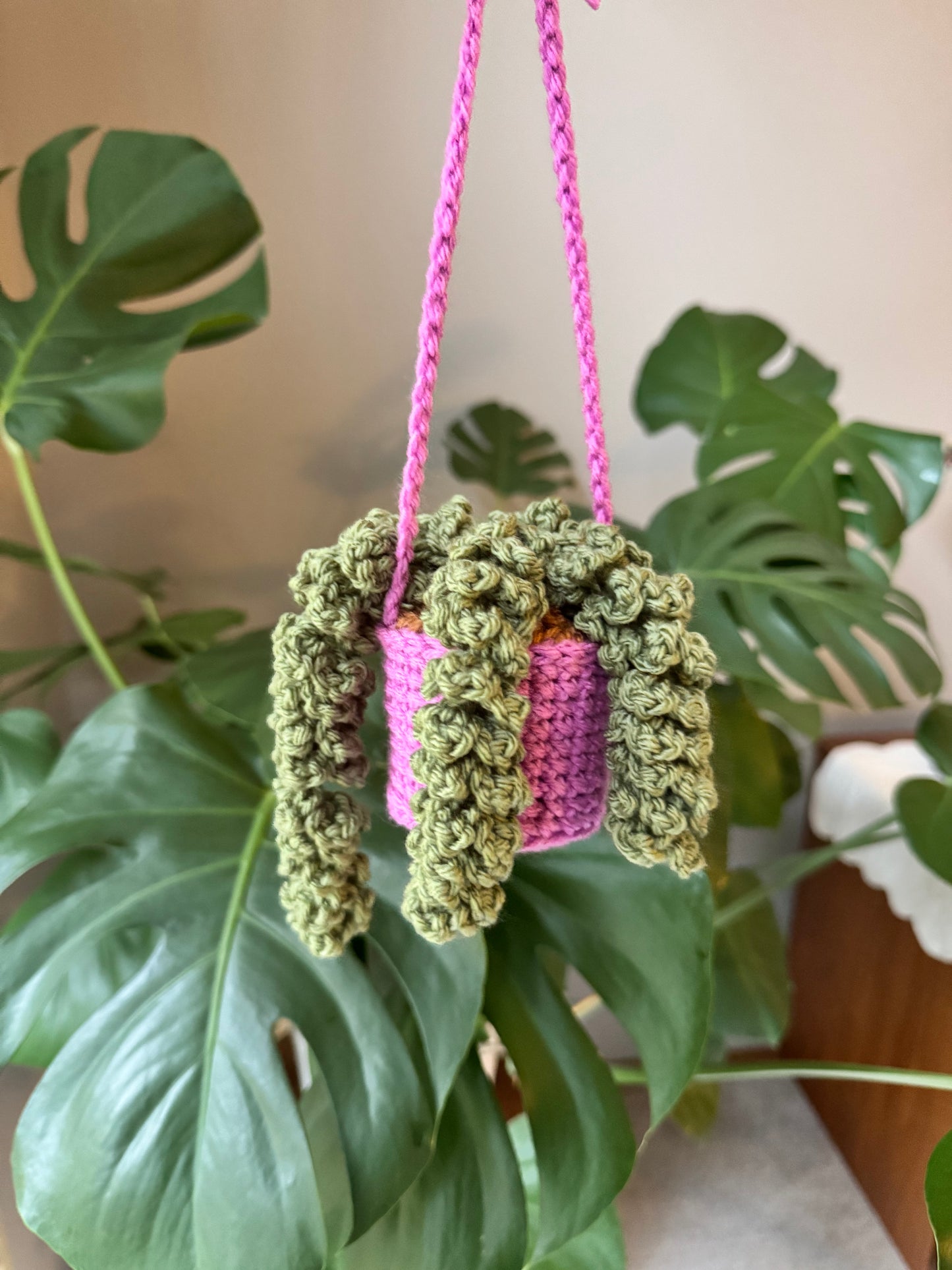 Wisteria Plant