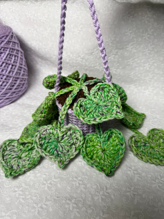 String of Hearts Hanging Plant