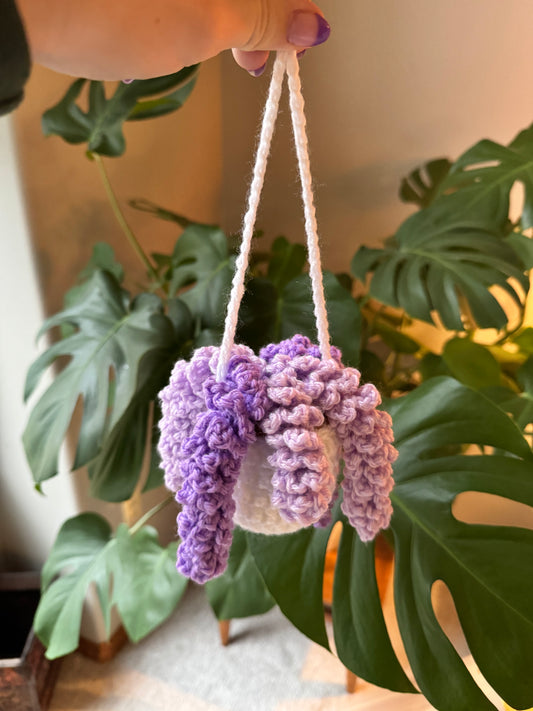 Wisteria Plant