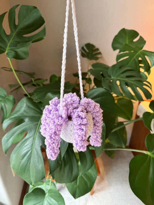 Wisteria Plant