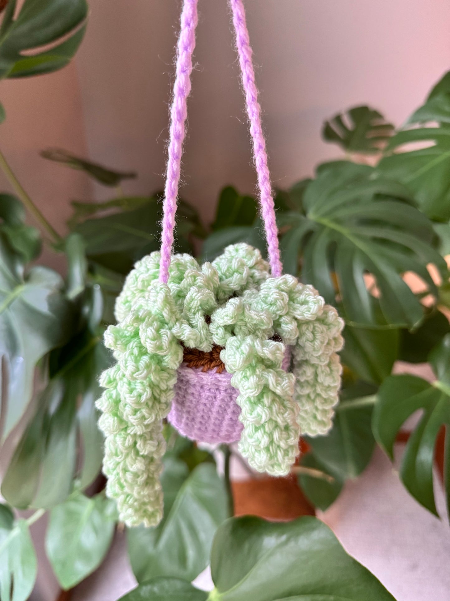 Wisteria Hanging Plant