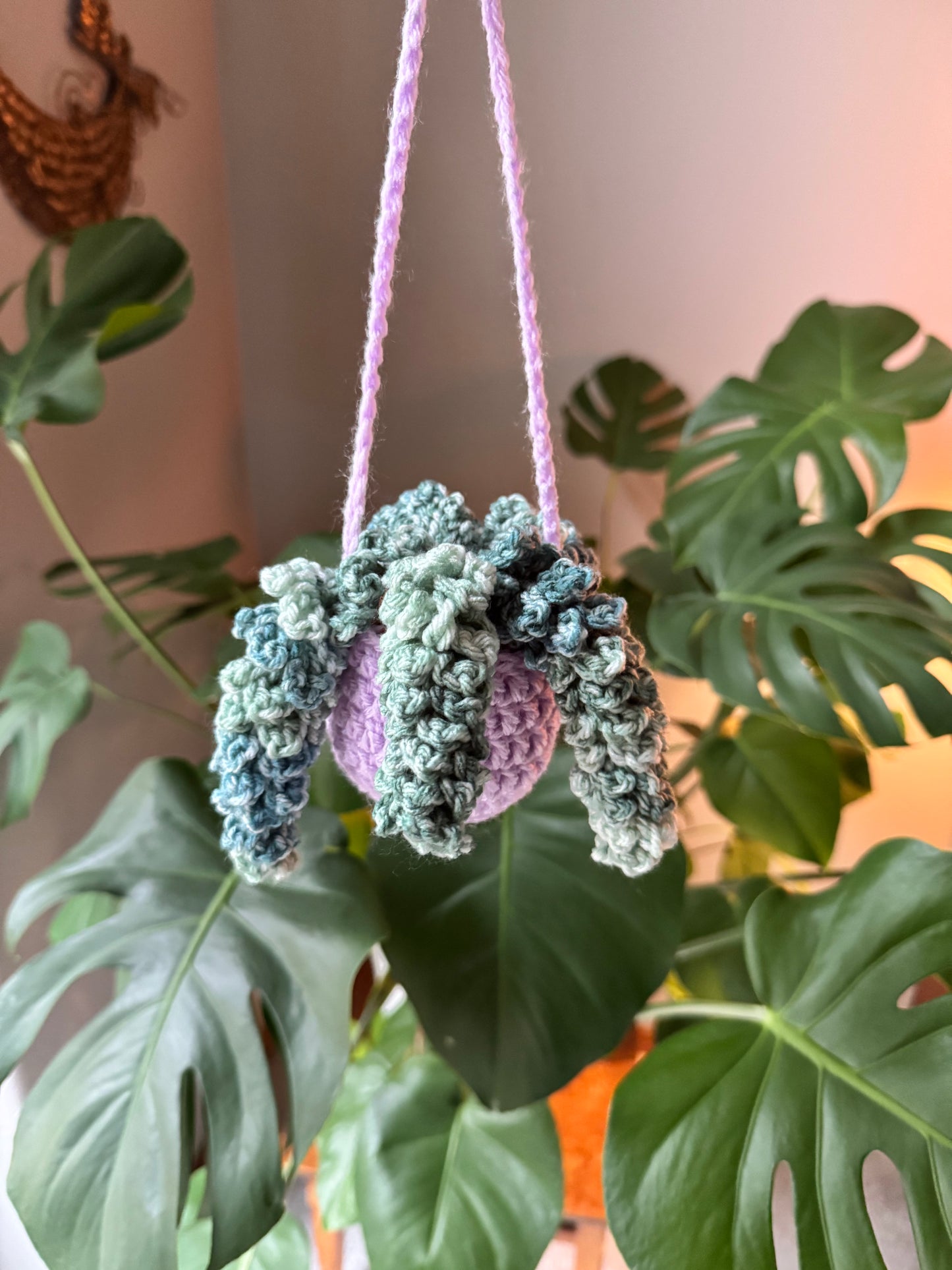 Wisteria Plant
